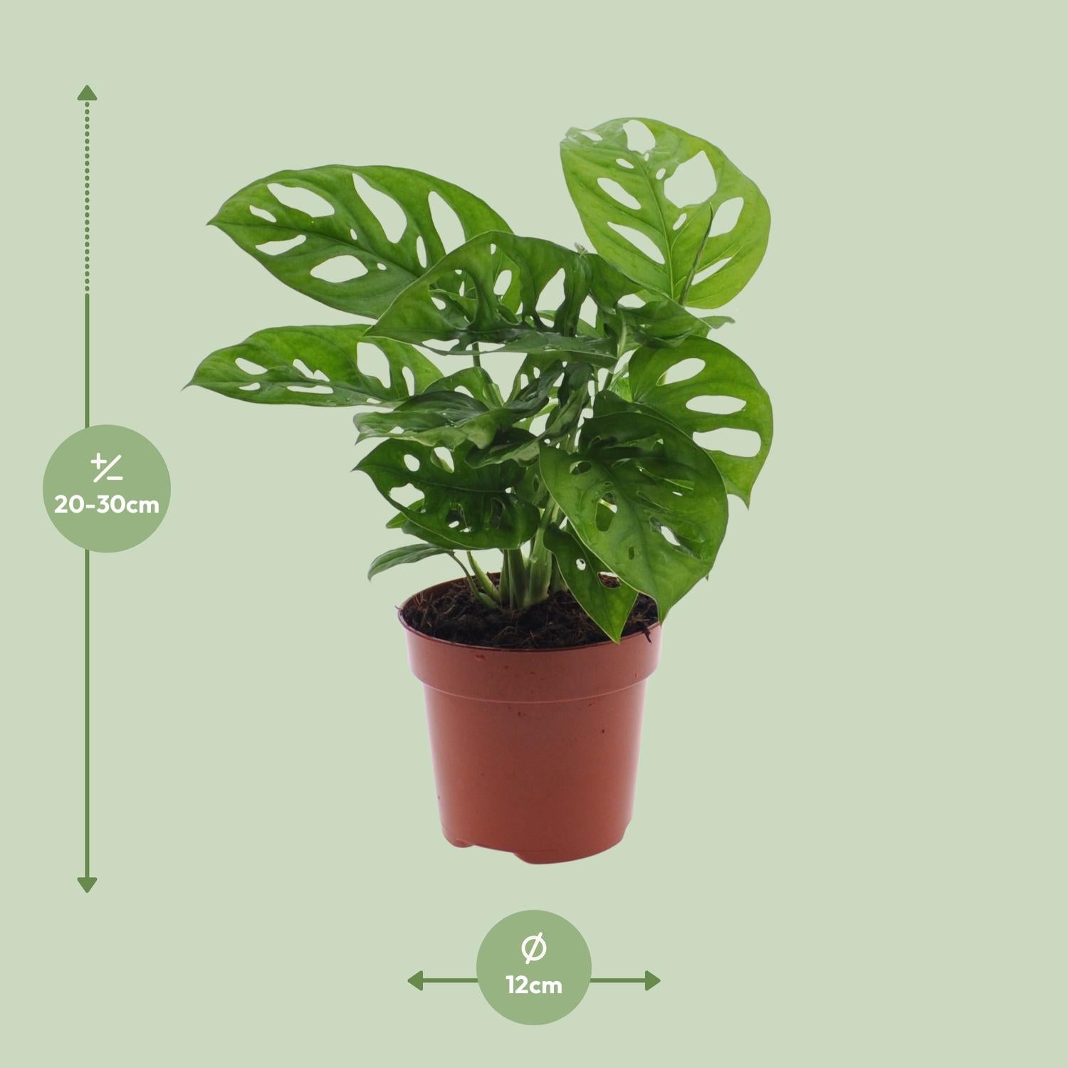 Monstera Monkey Leaf (Lochpflanze)