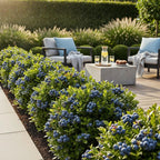 Blaubeere 'Goldtraube' – Der Klassiker für reiche Ernten im 3er-Set