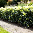 Euonymus 'Paloma Blanca' – Der Japanische Spindelstrauch mit dem „Weißen Wunder“