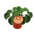 Pilea Peperomioides