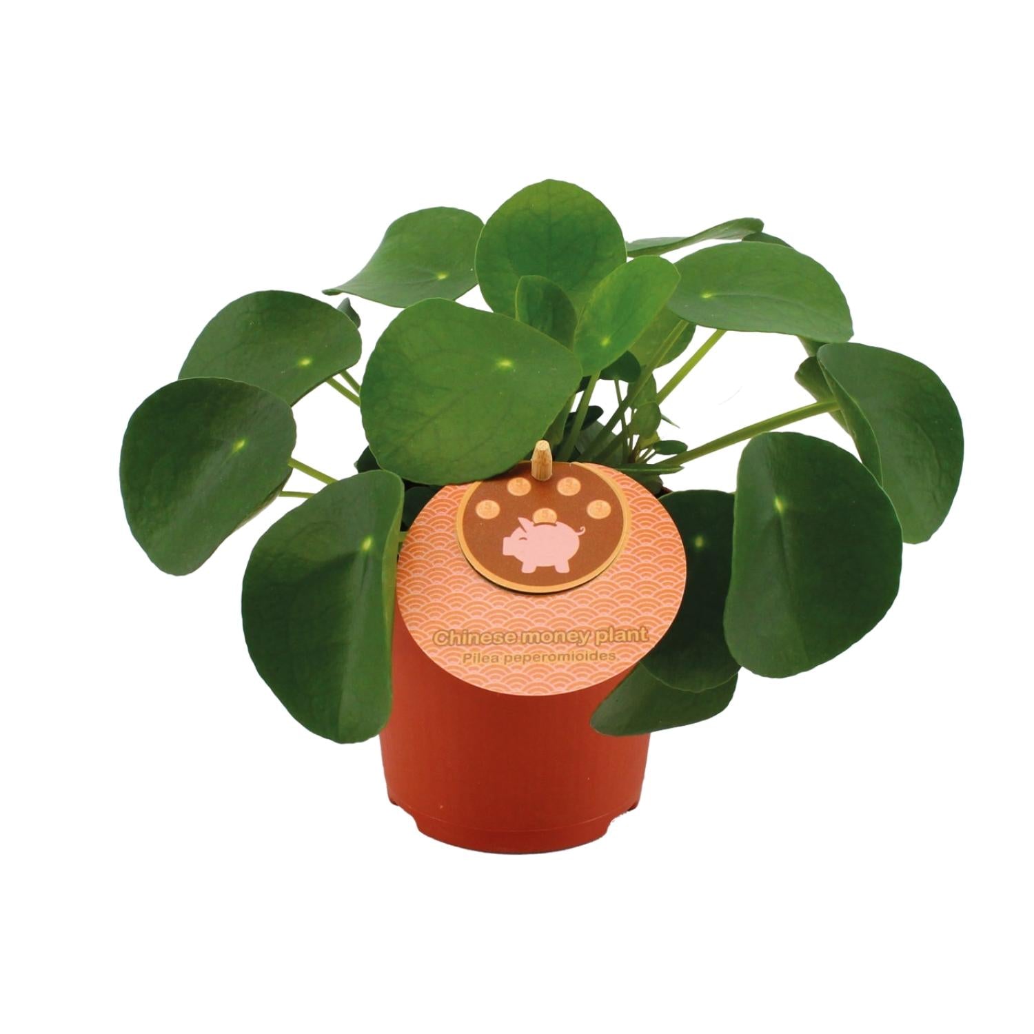 Pilea Peperomioides