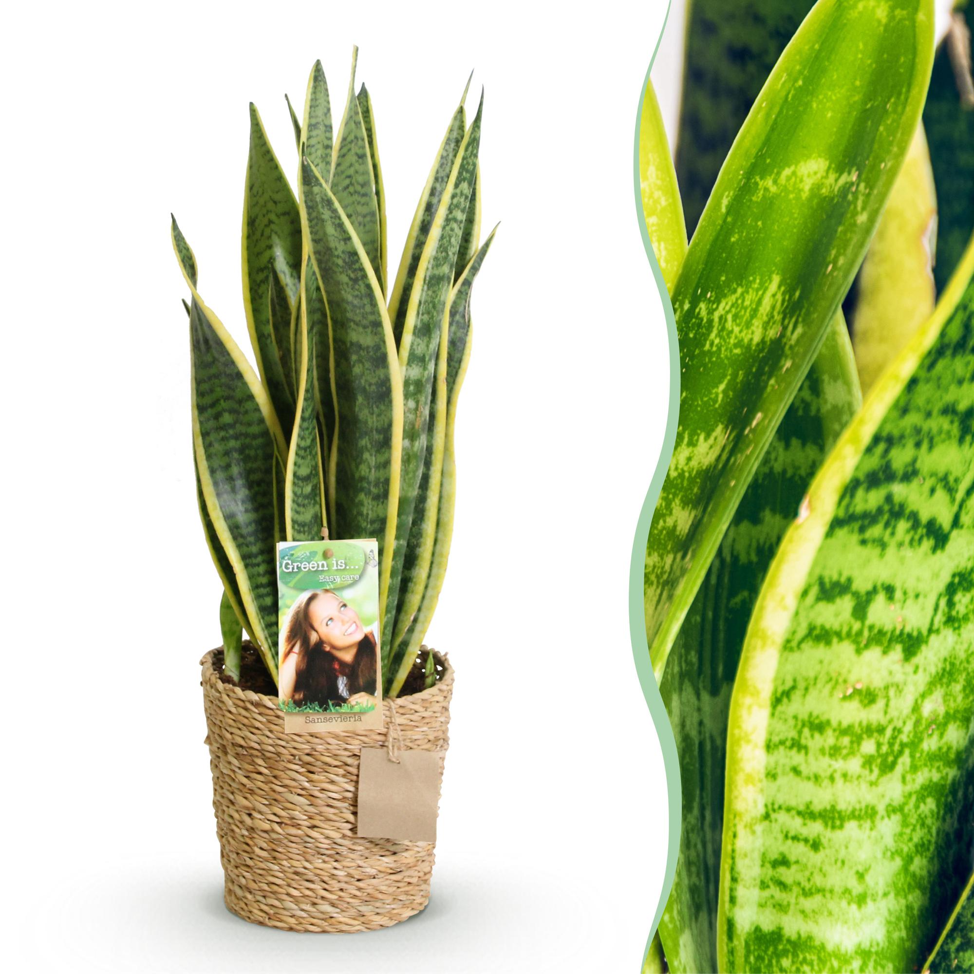 Sansevieria Laurentii – Schwiegermutterzunge inkl. Korb – Höhe 60-70 cm – Pflegeleicht
