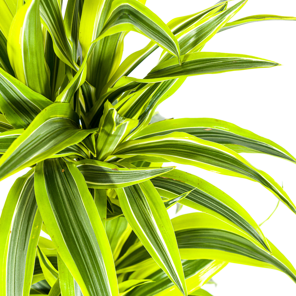 Dracaena 'Lemon Lime' – Der leuchtende Farbtupfer