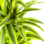 Dracaena 'Lemon Lime' – Der leuchtende Farbtupfer