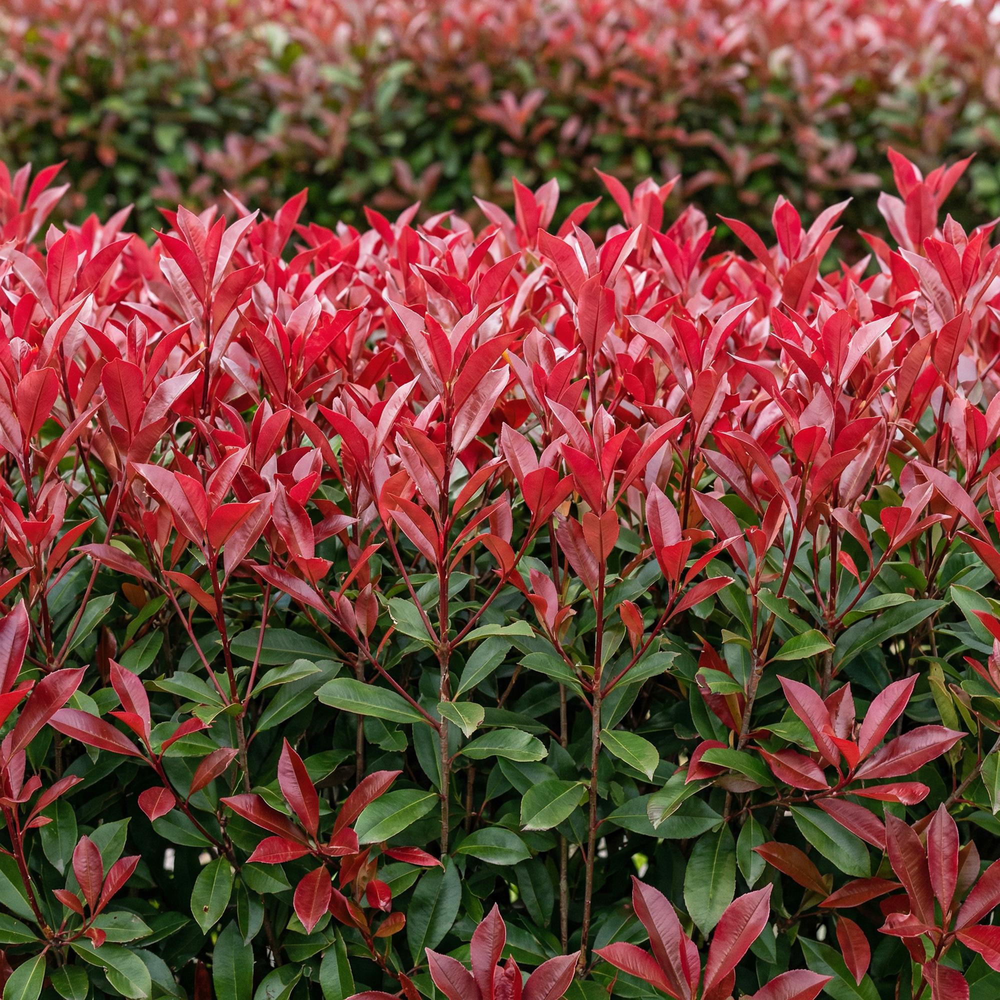Glanzmispel 6x 'Carré Rouge' (Photinia fraseri)