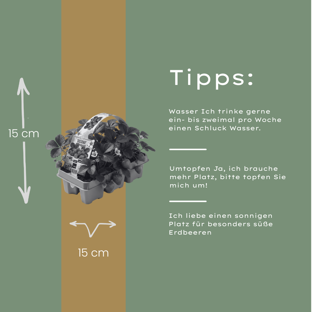 Garten-Erdbeere (Fragaria) 6er-Pack