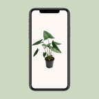 Alocasia Zebrina – Ø 21 cm, 80 cm