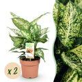 🌿 Dieffenbachia Compacta – Ø 17 cm, 45–50 cm