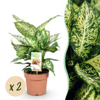 🌿 Dieffenbachia Compacta – Ø 17 cm, 45–50 cm