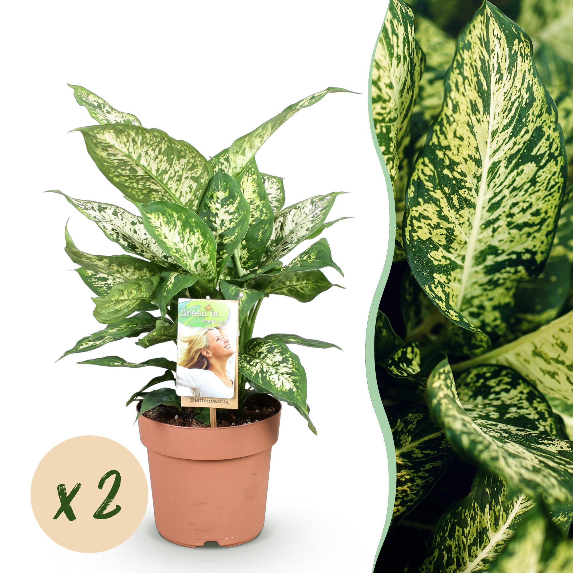 🌿 Dieffenbachia Compacta – Ø 17 cm, 45–50 cm
