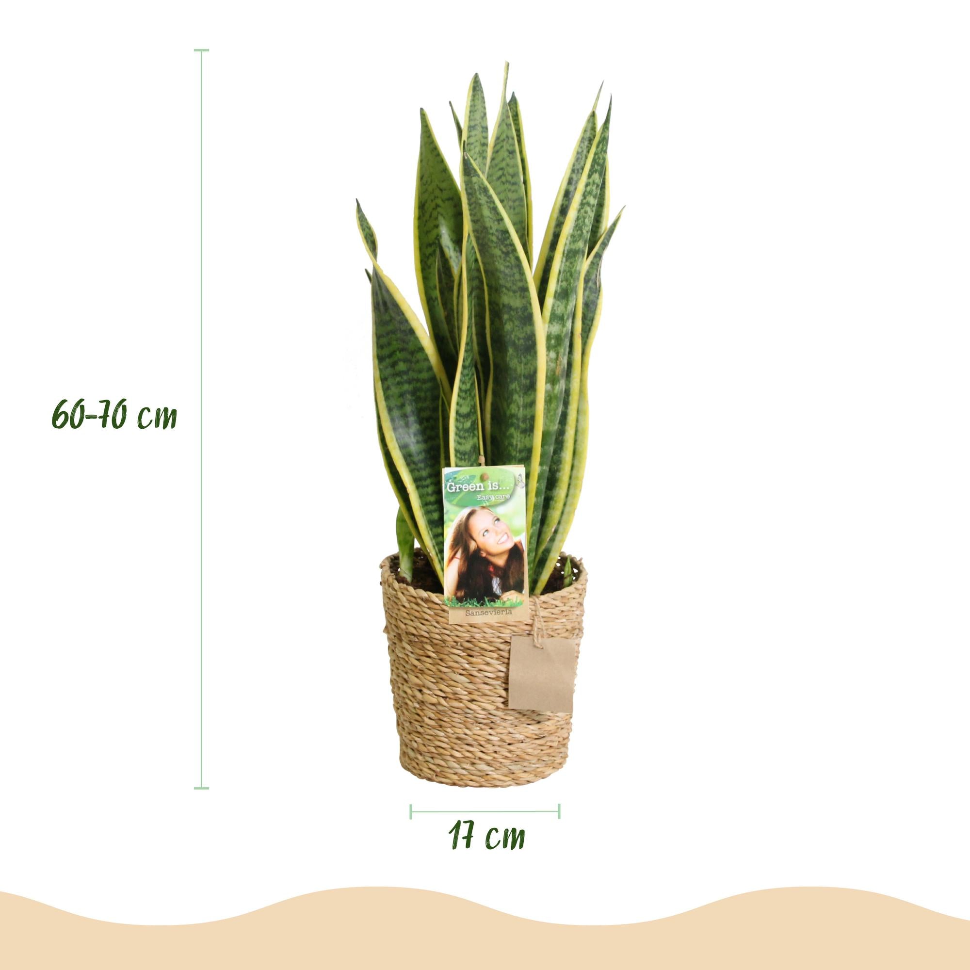 Sansevieria Laurentii – Schwiegermutterzunge inkl. Korb – Höhe 60-70 cm – Pflegeleicht
