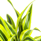 Dracaena 'Lemon Lime' – Der leuchtende Farbtupfer