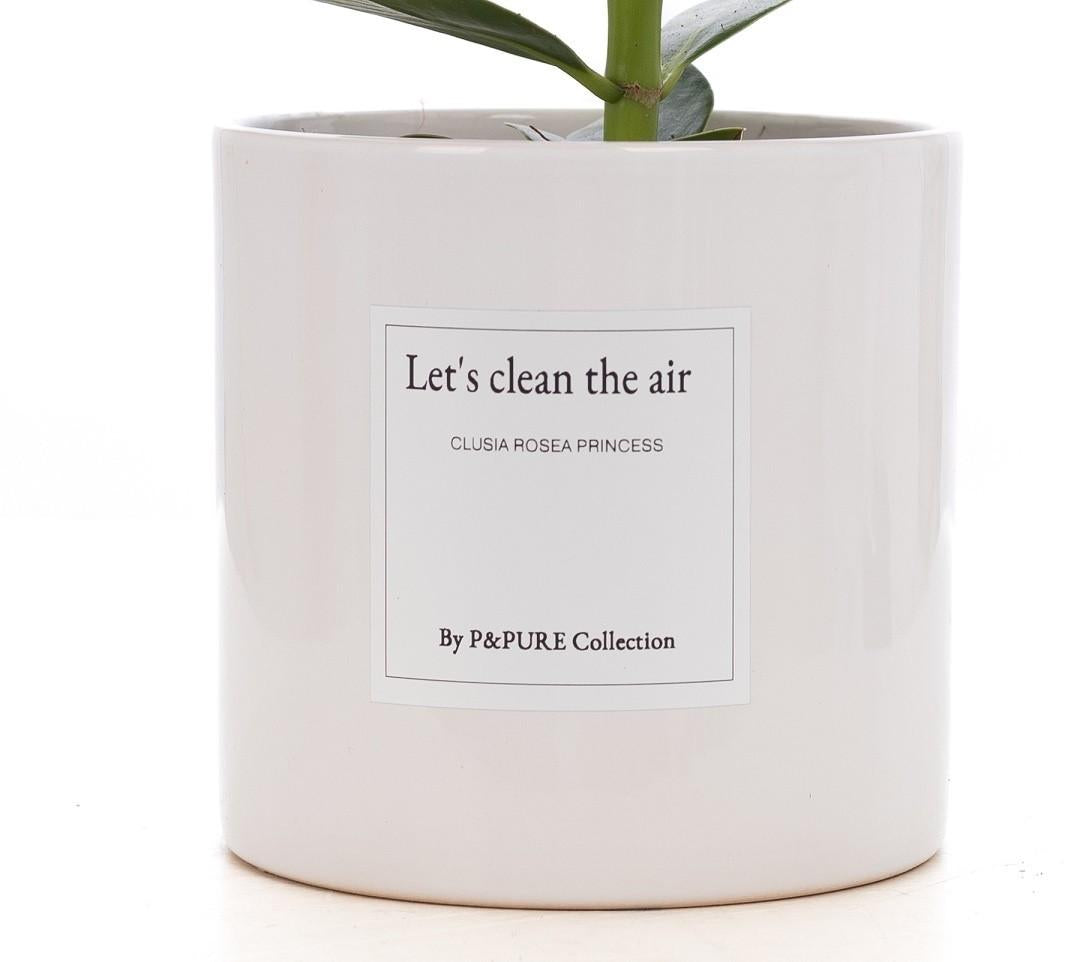 Clusia Rosea Gift "Let's Clean The Air" mit Grußkarte