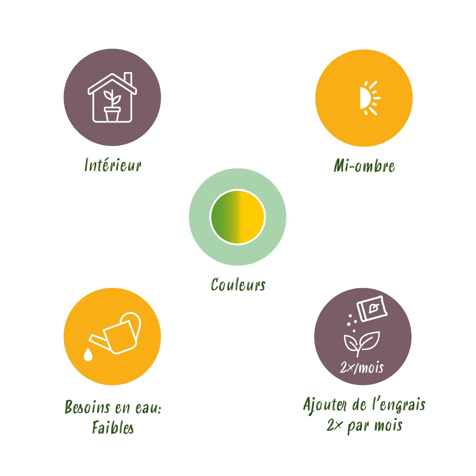 Sansevieria Laurentii – Schwiegermutterzunge inkl. Korb – Höhe 60-70 cm – Pflegeleicht