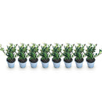 Ilex crenata 'Caroline Upright' – Die perfekte Alternative zum Buchsbaum