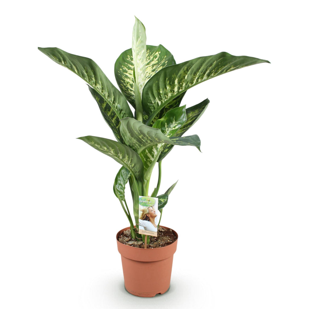 Dieffenbachia 'Tropic Snow' (Dieffenbachia amoena)