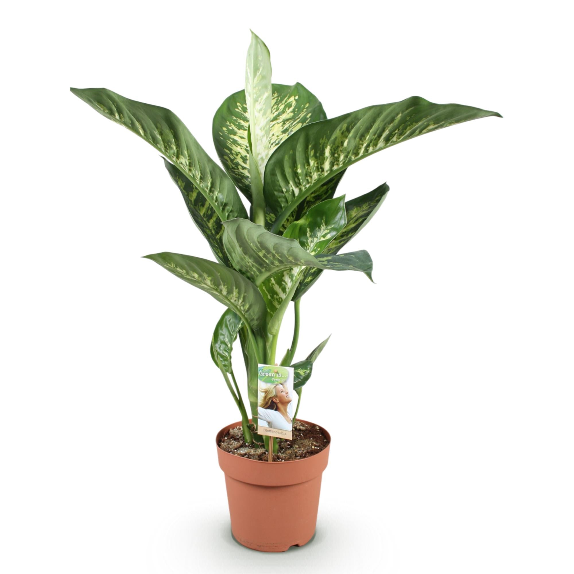 Dieffenbachia 'Tropic Snow' (Dieffenbachia amoena)
