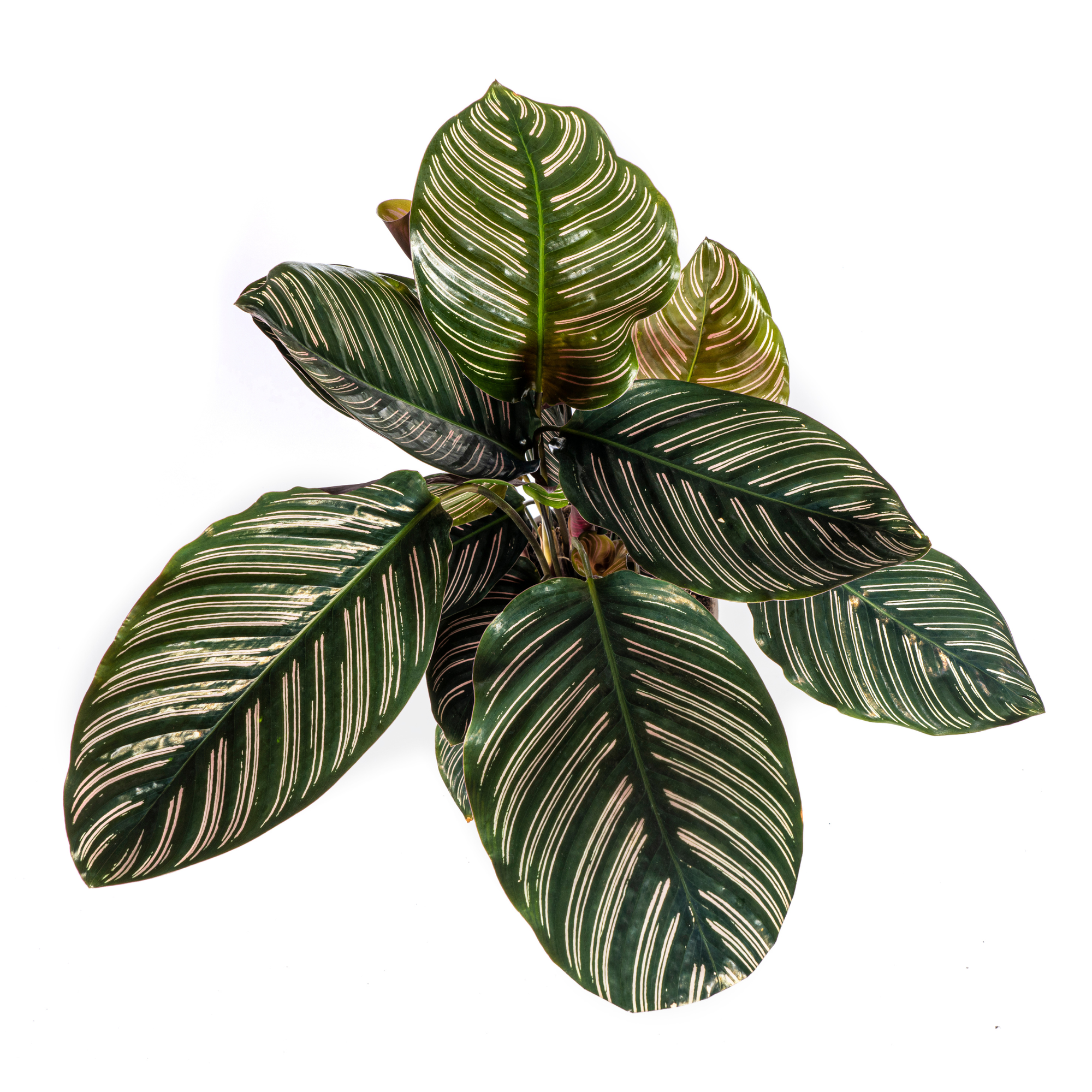 Calathea Ornata „Sanderiana“ – Die Pflanze mit den Nadelstreifen