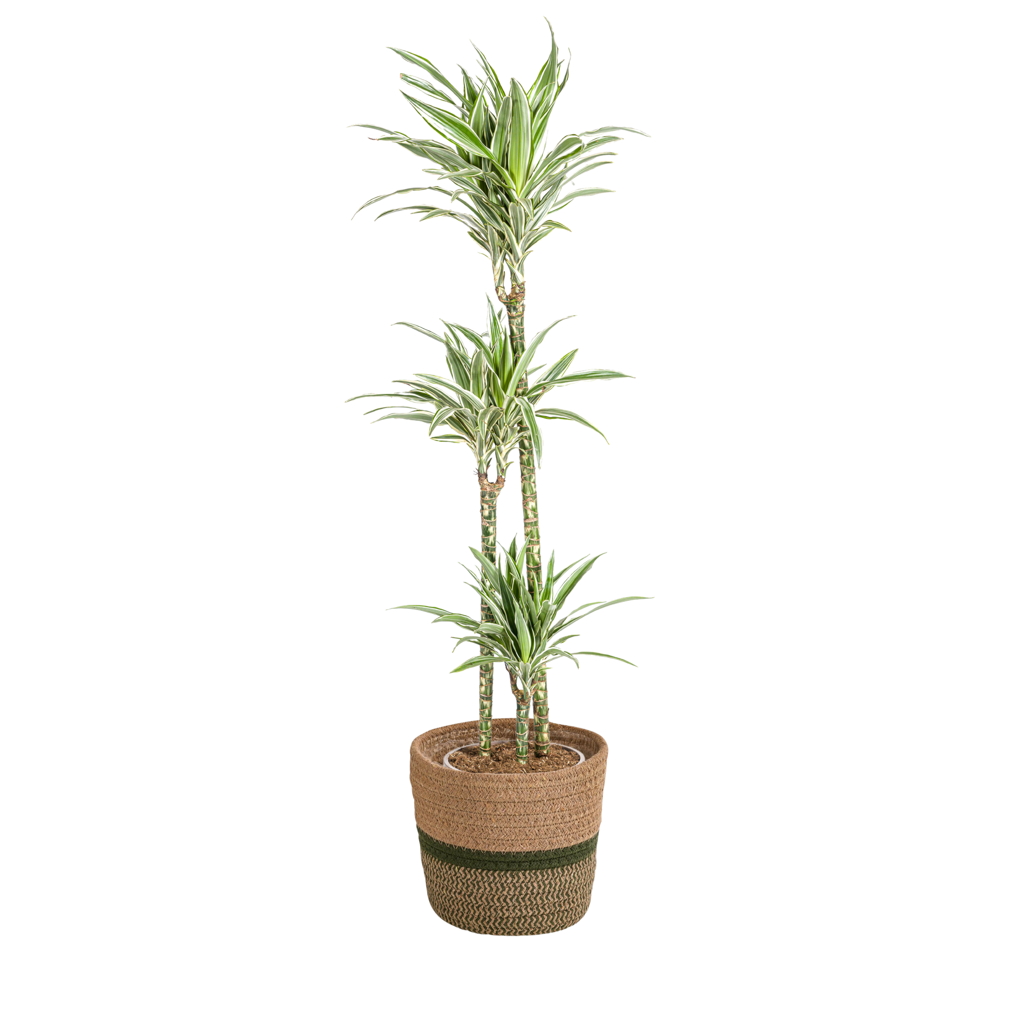 Dracaena 'White Stripe' & Korb – Majestätische Eleganz in XXL