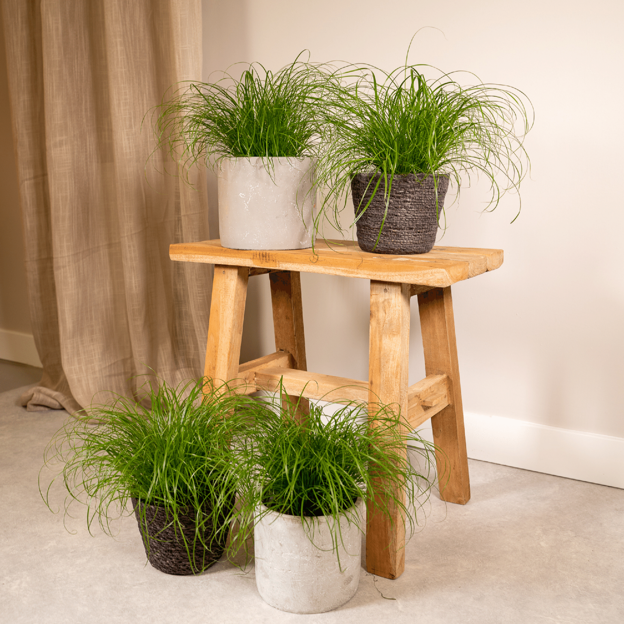 Cyperus Alternifolius (Katzengras) – Ø 12 cm, 20 cm