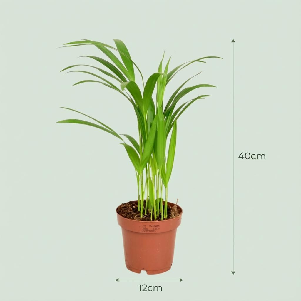 Areca Goldfruchtpalme – Tropen-Feeling & Frischekick