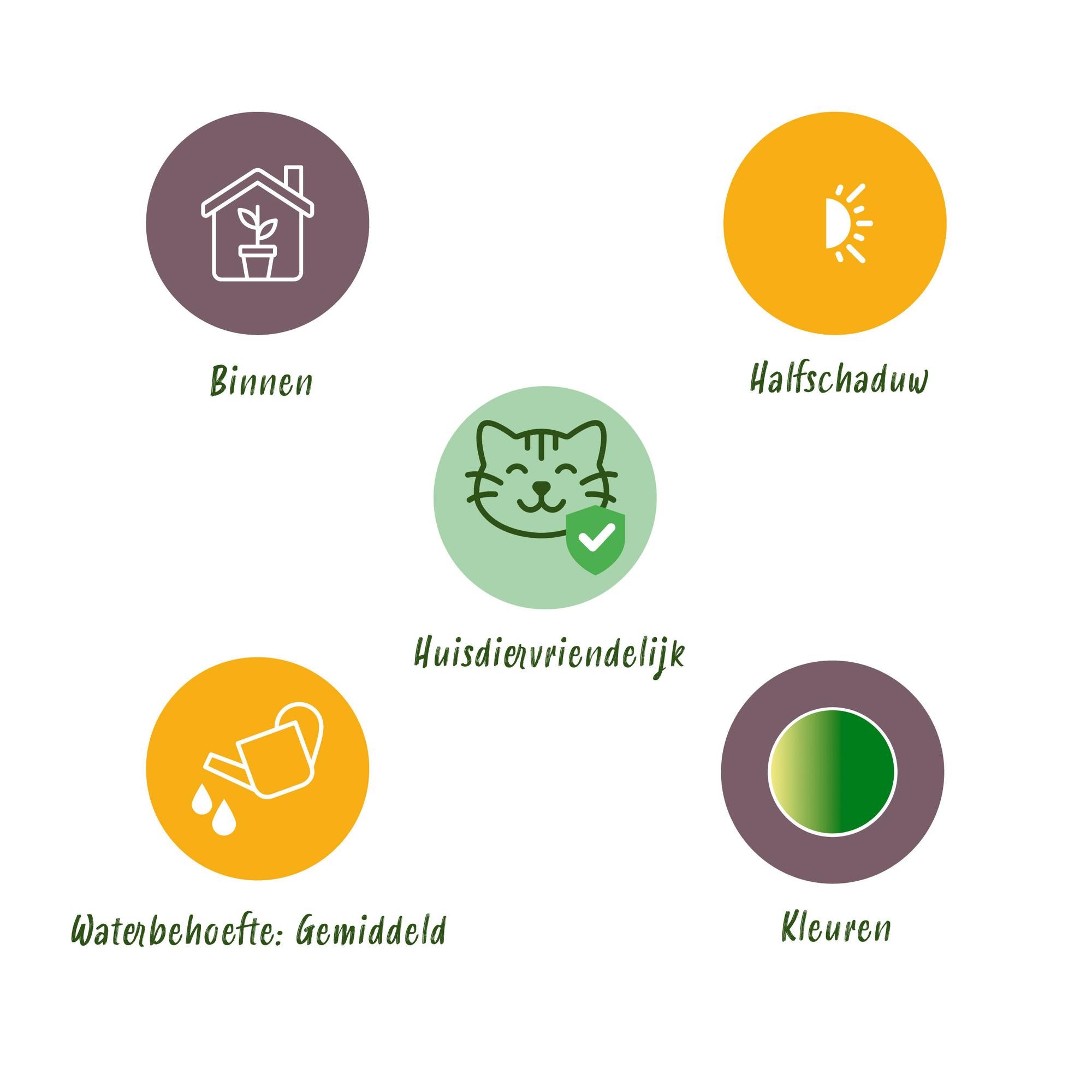 🌿 Chlorophytum comosum Bonnie (Grünlilie) – Ø 12 cm, 20–25 cm