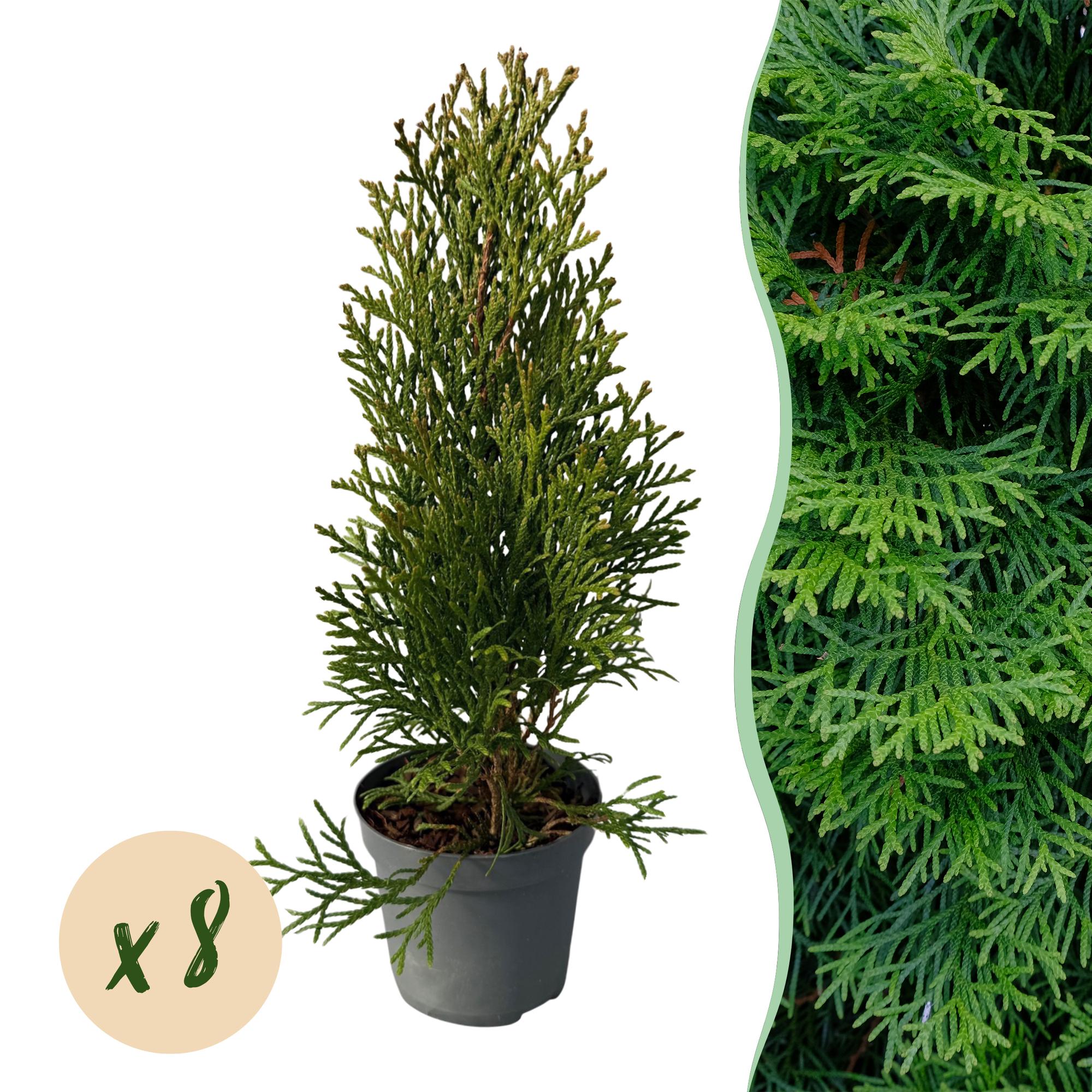 Thuja Smaragd Lebensbaum 8er-Set