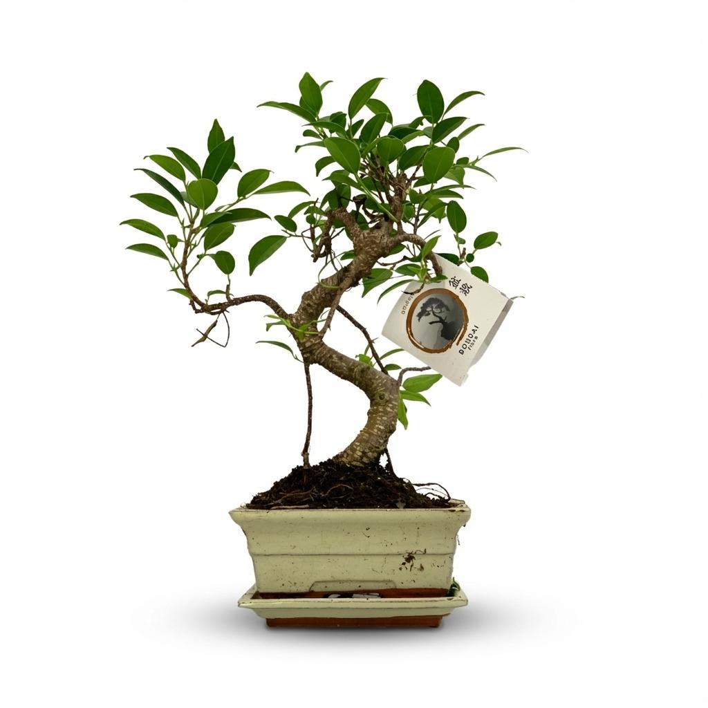 Bonsai S-Form – Klassische Eleganz