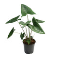 Alocasia Zebrina – Ø 21 cm, 80 cm