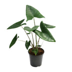 Alocasia Zebrina – Ø 21 cm, 80 cm