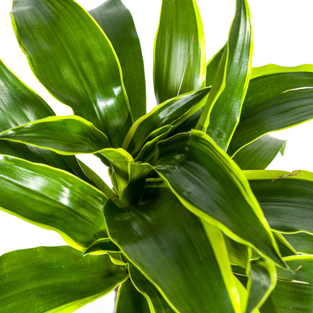Dracaena 'Dorado' – Der Drachenbaum mit dem frischen Twist
