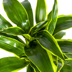 Dracaena 'Dorado' – Der Drachenbaum mit dem frischen Twist
