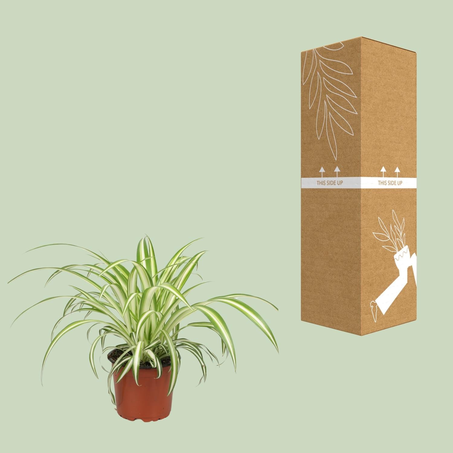 Chlorophytum – Die luftreinigende Grünlilie