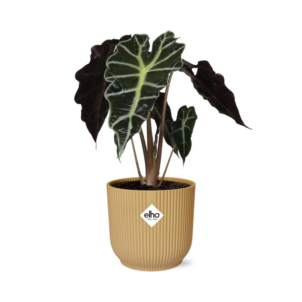 Alocasia Polly – Ø 14 cm, ELHO Vibes Fold Gelb