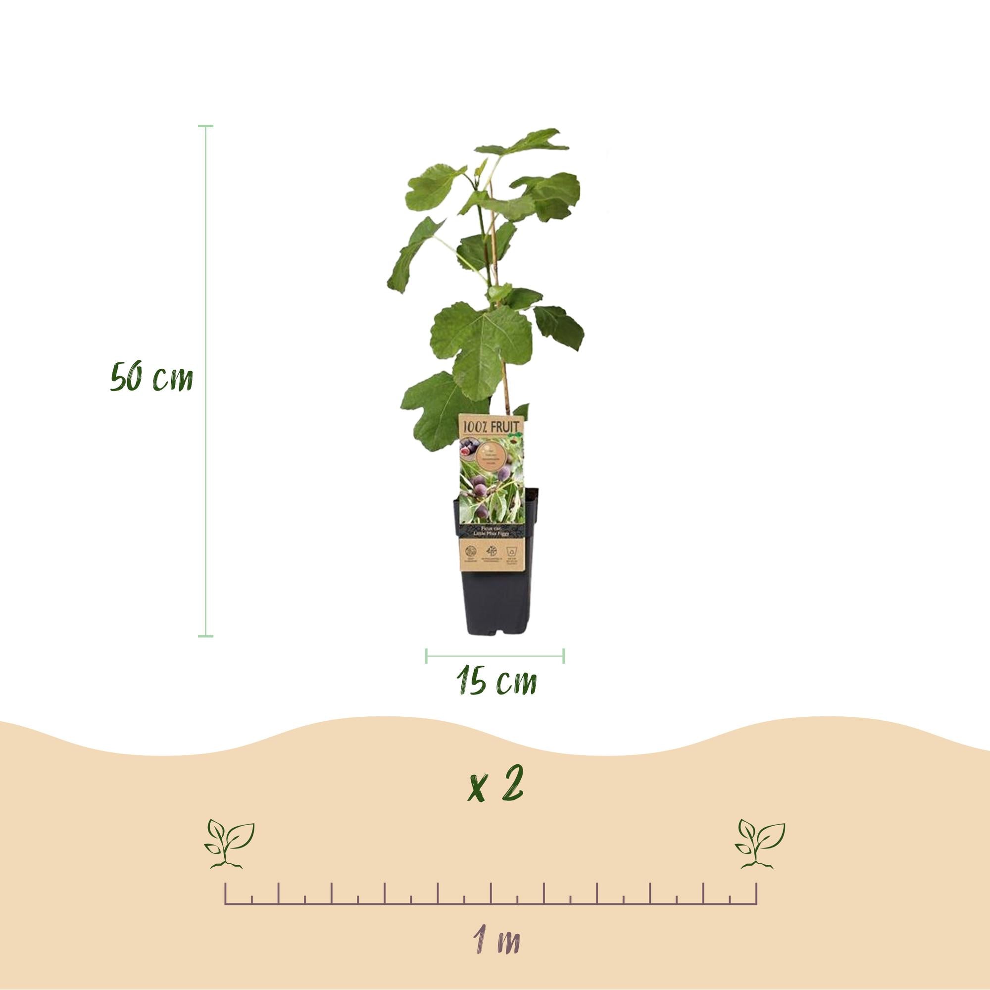 Feigenbaum Little Miss Figgy (Ficus carica) – Ø 15 cm, 50 cm
