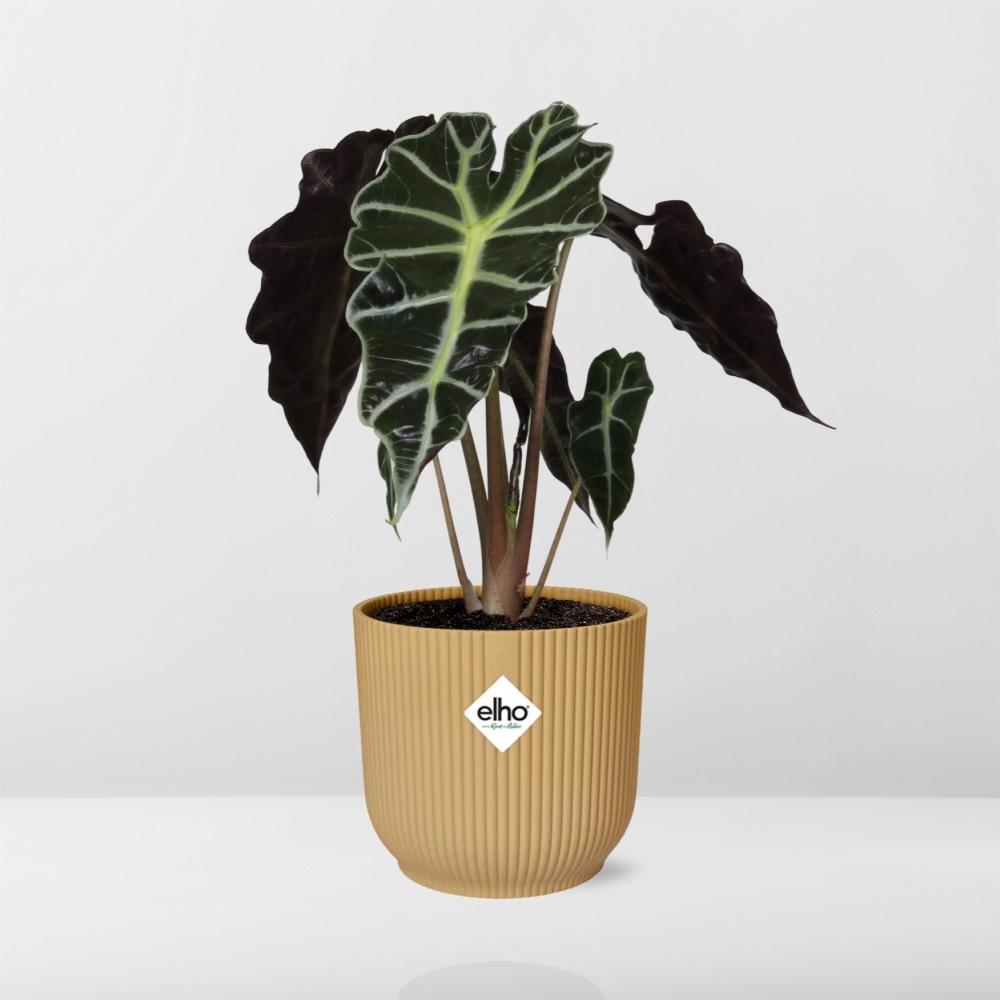 Alocasia Polly – Ø 14 cm, ELHO Vibes Fold Gelb