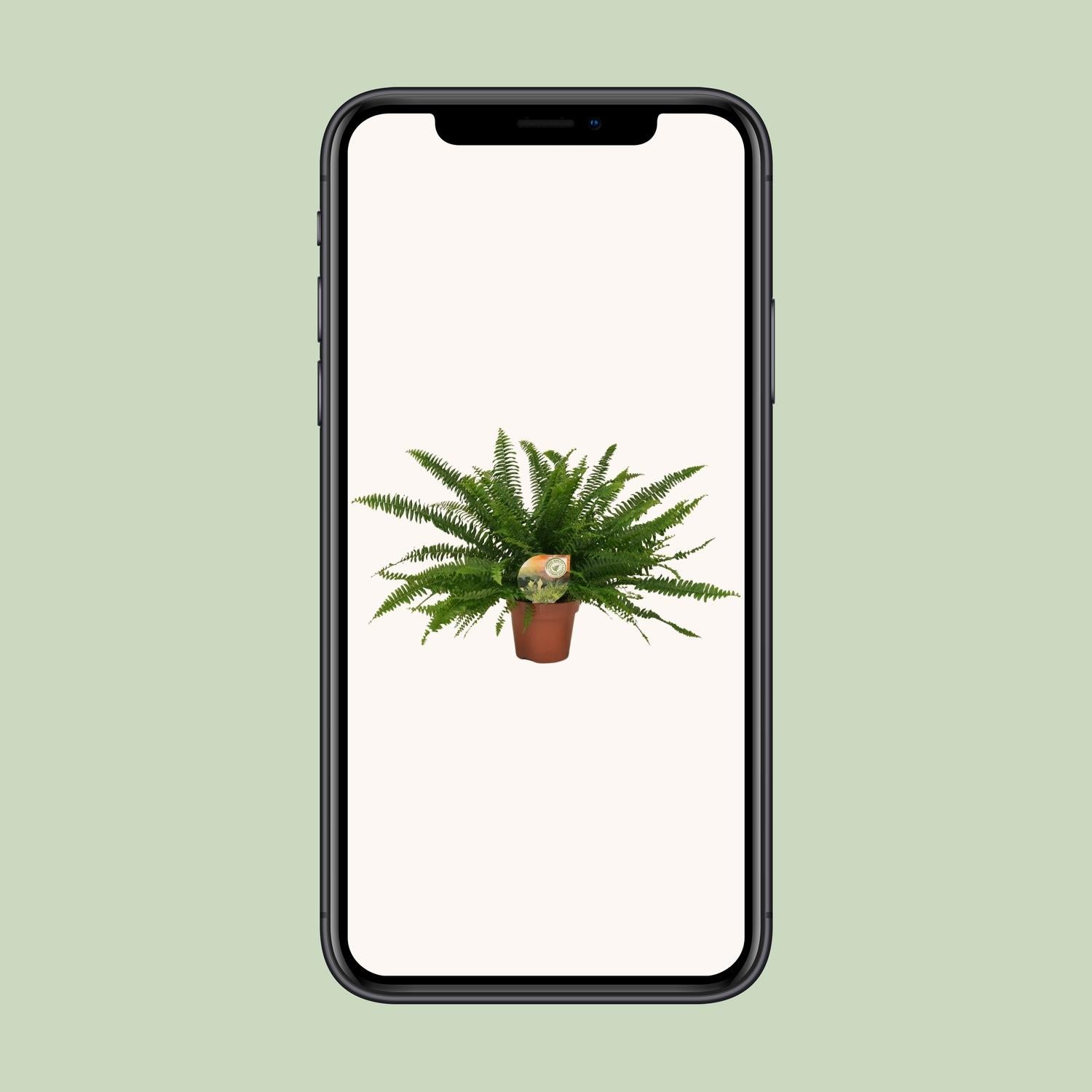 Nephrolepis 'Green Lady' – Der elegante Schwertfarn