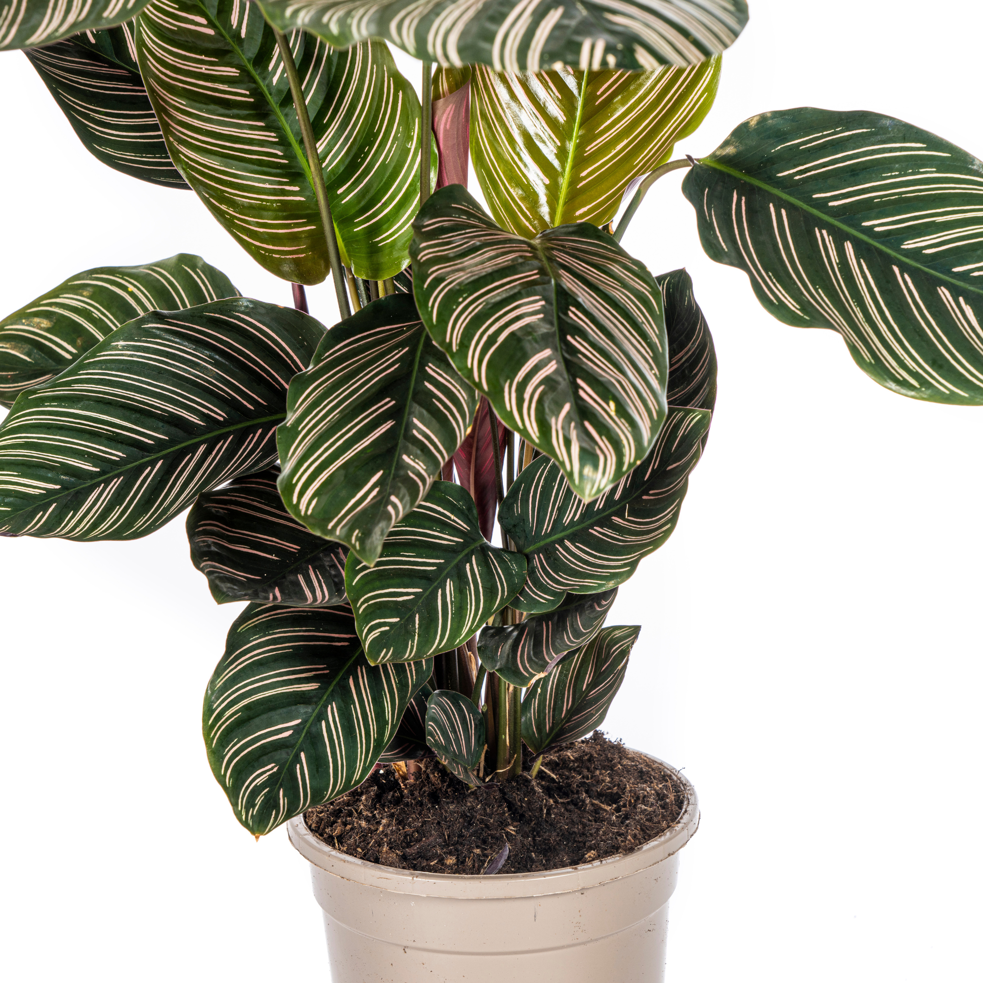 Calathea Ornata „Sanderiana“ – Die Pflanze mit den Nadelstreifen