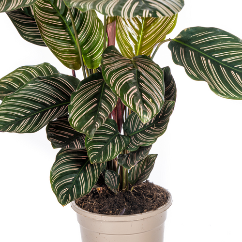 Calathea Ornata „Sanderiana“ – Die Pflanze mit den Nadelstreifen