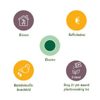 Howea forsteriana – Die elegante Kentia-Palme