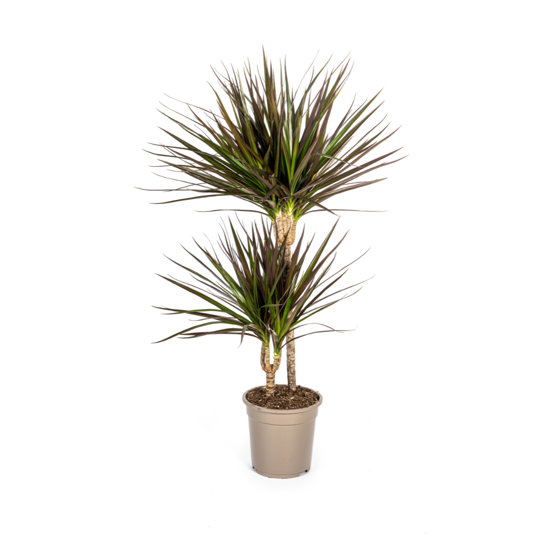 Dracaena Marginata „Magenta“ – Der feurige Drachenbaum