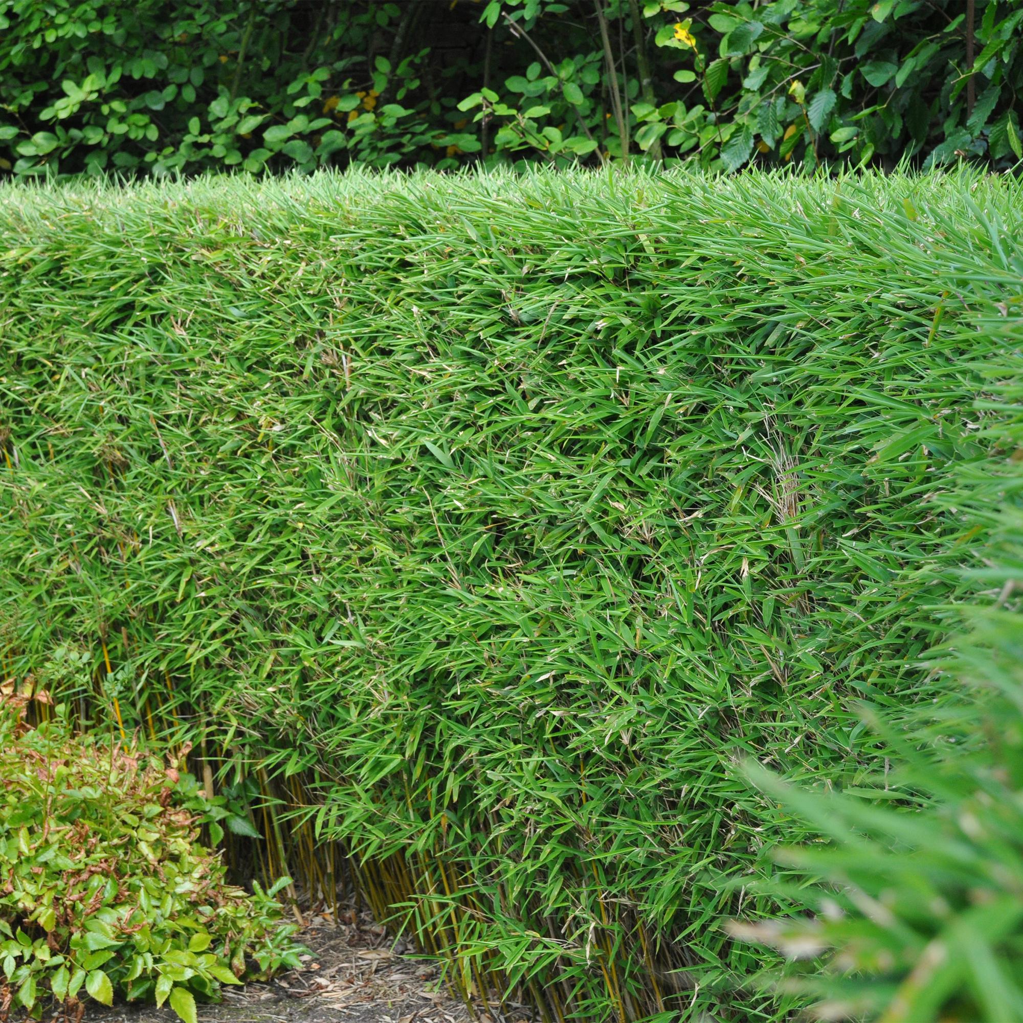 Bambus (Fargesia rufa) x2