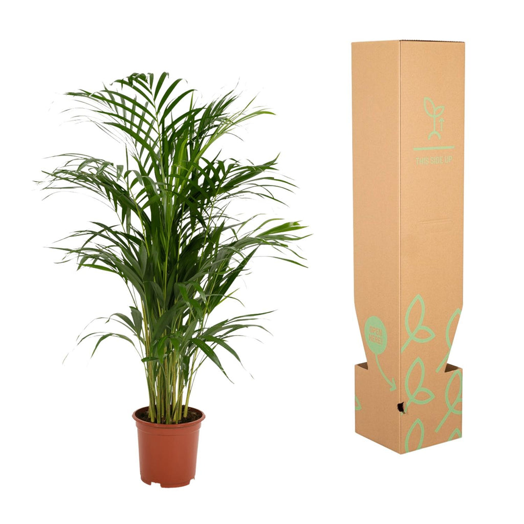 Areca-Palme (Goldfruchtpalme) – Dein natürlicher Luftfilter