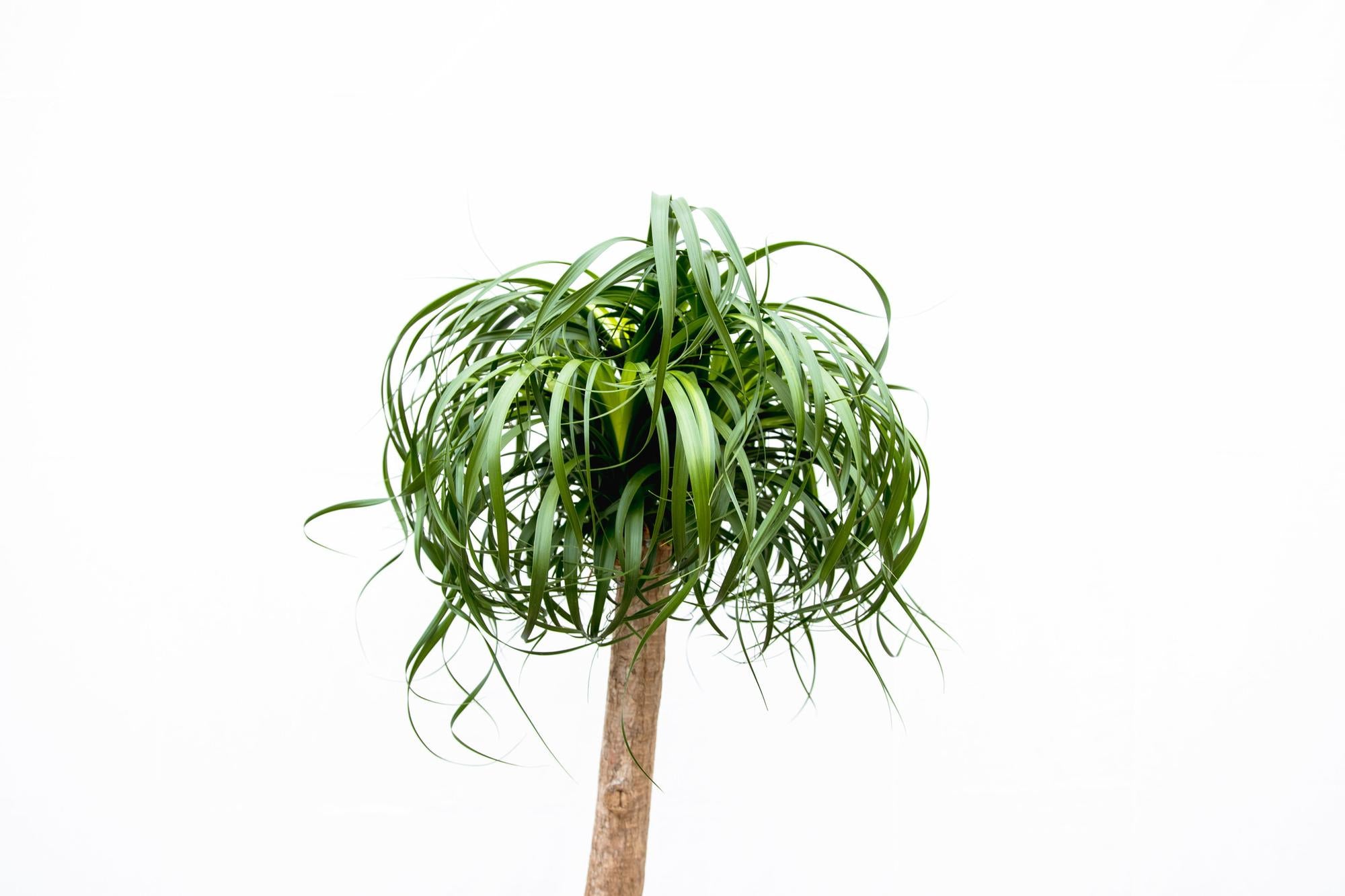 Beaucarnea XXL – Der majestätische Elefantenfuß