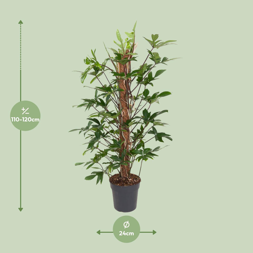 Philodendron Pedatum 120cm