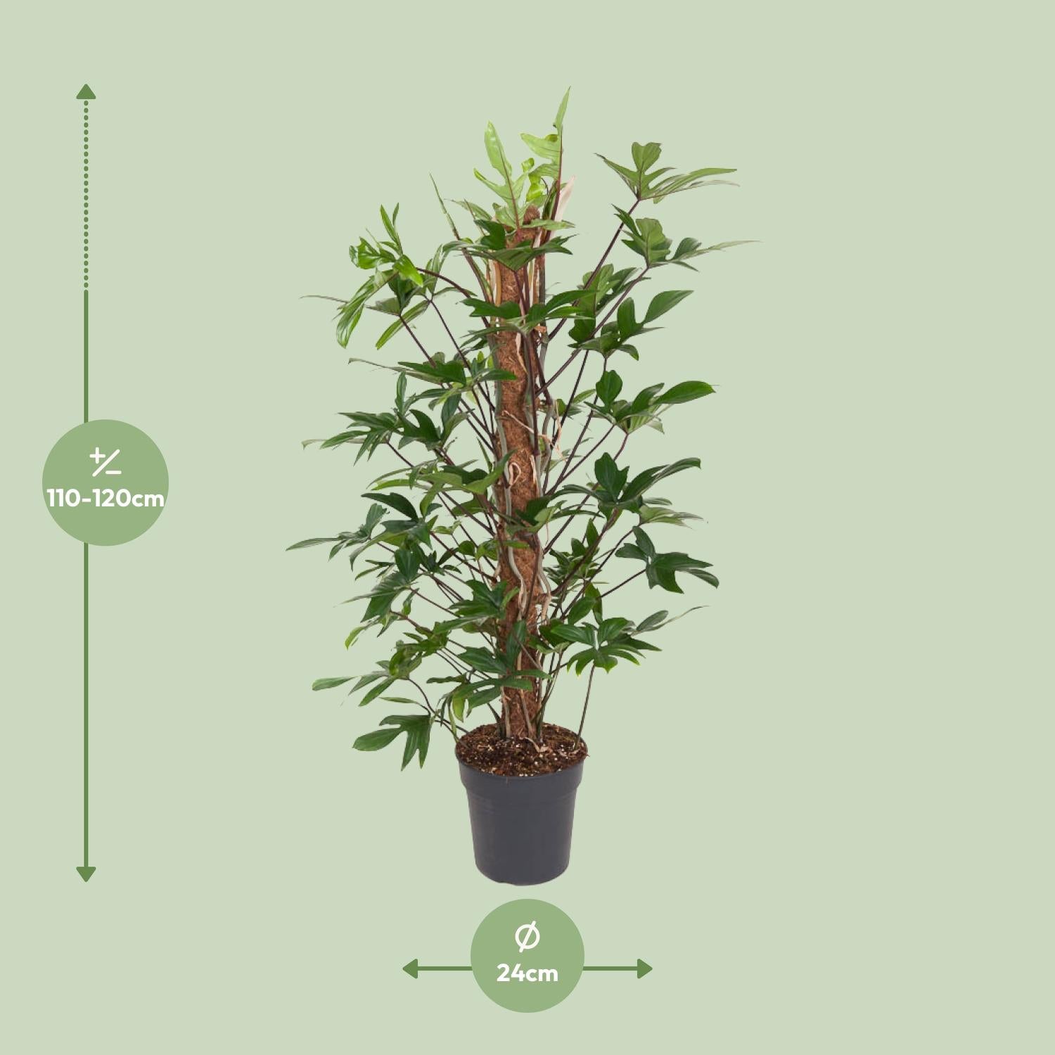 Philodendron Pedatum 120cm