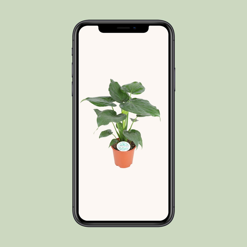 Alocasia Cucullata – Ø 21 cm, 80 cm