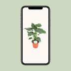 Alocasia Cucullata – Ø 21 cm, 80 cm