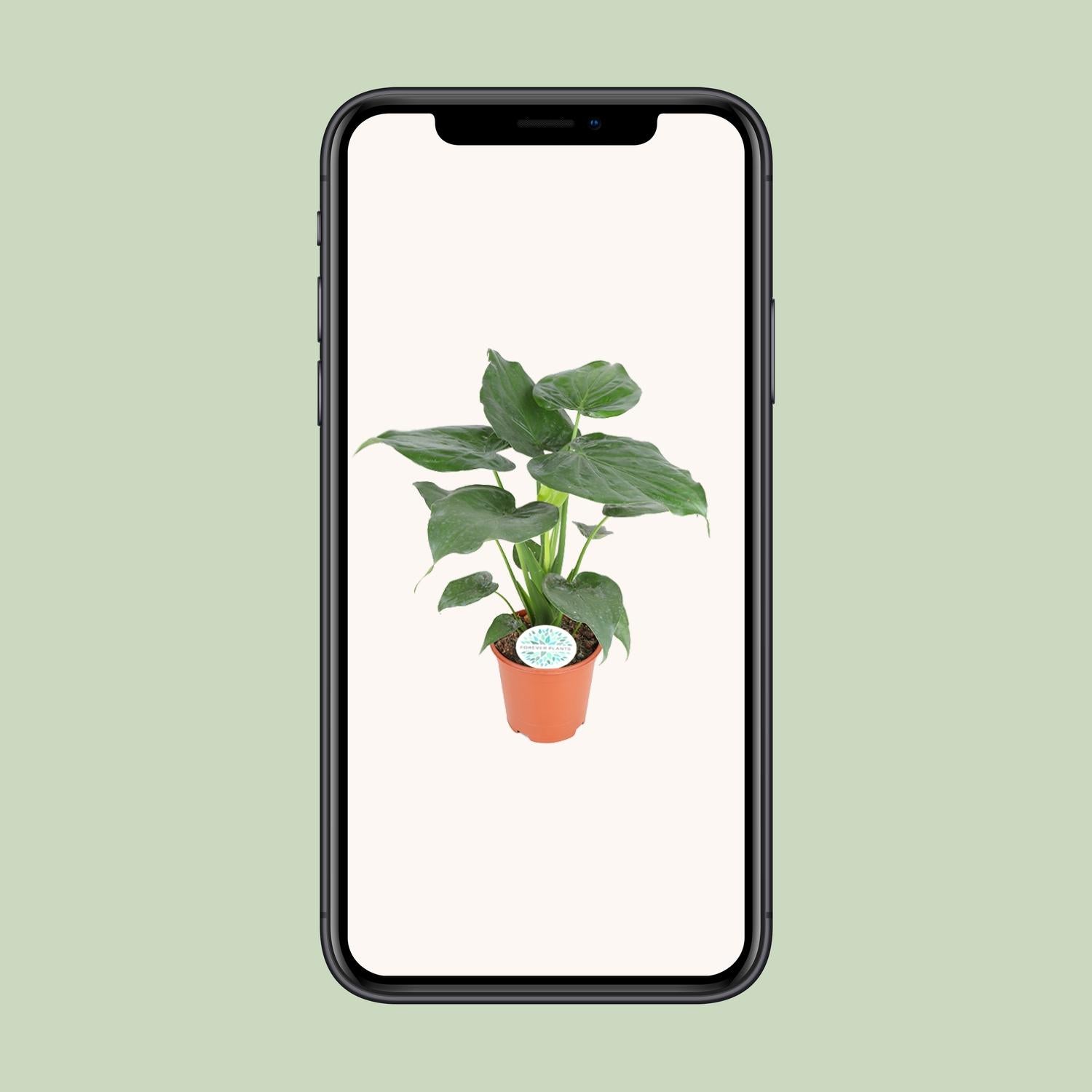 Alocasia Cucullata – Ø 21 cm, 80 cm