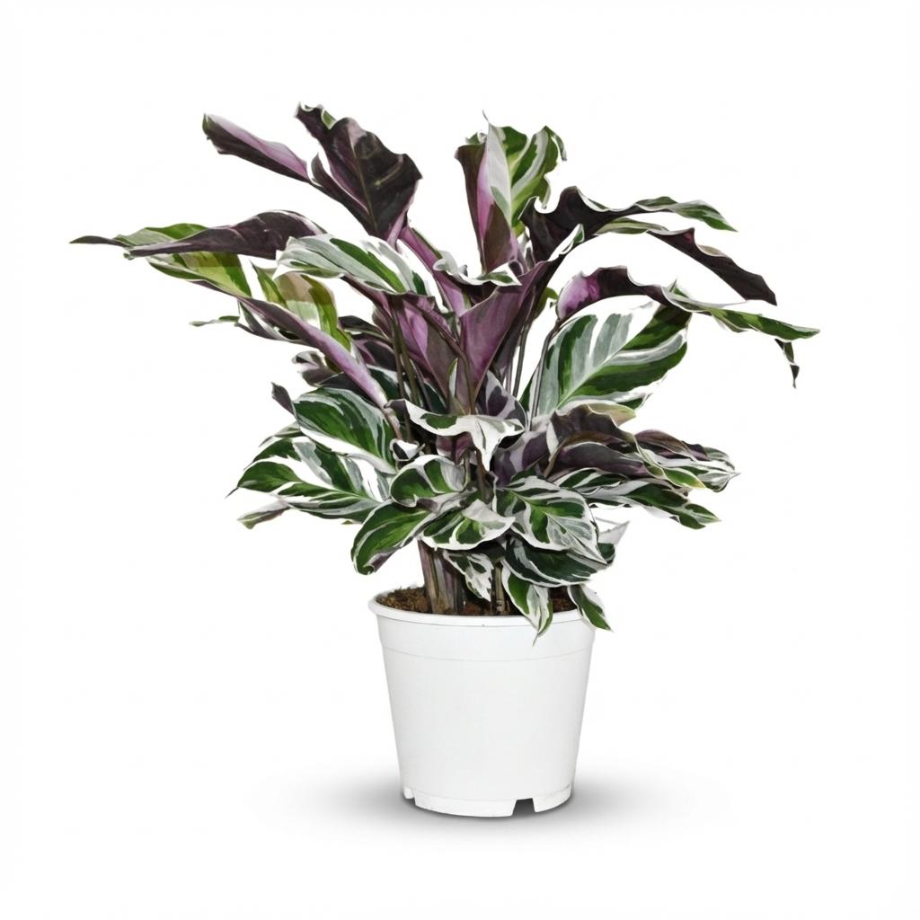 Calathea Fusion White – Das gemalte Meisterwerk